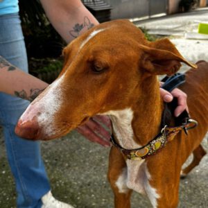 Podenco Canario Zanahoria, 09/2020, ca. 60 cm