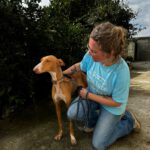 Podenco Canario Zanahoria, 09/2020, ca. 60 cm