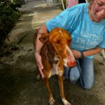 Podenco Canario Zanahoria, 09/2020, ca. 60 cm