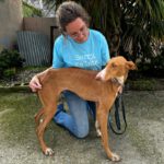 Podenco Canario Zanahoria, 09/2020, ca. 60 cm