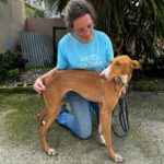 Podenco Canario Zanahoria, 09/2020, ca. 60 cm