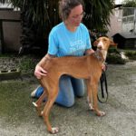 Podenco Canario Zanahoria, 09/2020, ca. 60 cm