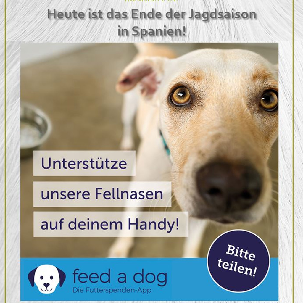 FEED A DOG – Nur heute am 1. Februar!