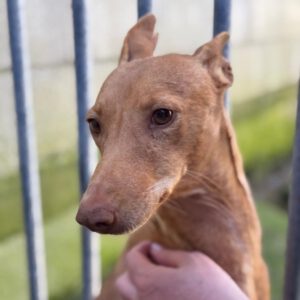 Podenco Banana, 01/2029, ca. 40 cm