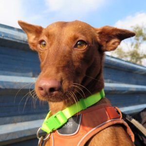 Podenco Berta, 12/2023, ca. 40 cm