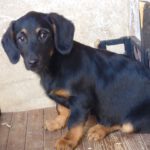 Mischling Bine, 08/2024, Endgröße 40 cm