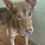 Podenco Maneto Canelo, 01/2008, ca. 35 cm