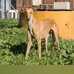 Galgo Chica, 03/2023, ca. 62 cm