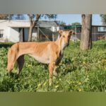 Galgo Chica, 03/2023, ca. 62 cm