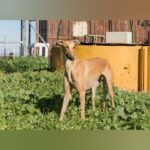 Galgo Chica, 03/2023, ca. 62 cm