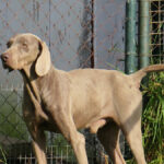 Weimaraner Clyde, 12/2021, ca. 60 cm