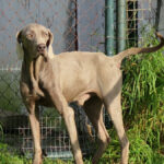 Weimaraner Clyde, 12/2021, ca. 60 cm