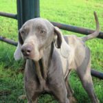 Weimaraner Clyde, 12/2021, ca. 60 cm