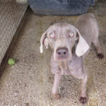 Weimaraner Clyde, 12/2021, ca. 60 cm