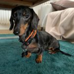 Dackel Cookie, 01/2021, ca. 25 cm, 61352 Bad Homburg