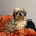 Shi Tzu Mischling Copito, 08/2021, ca. 30 cm, 86757 Wallerstein