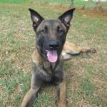 Malinois Mischling Cuarenta, 03/2023, ca. 65 cm