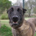 Malinois Mischling Dana, 10/2022, ca. 62 cm