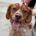 Epagneul Breton Doruk, 07/2022, ca. 45 cm