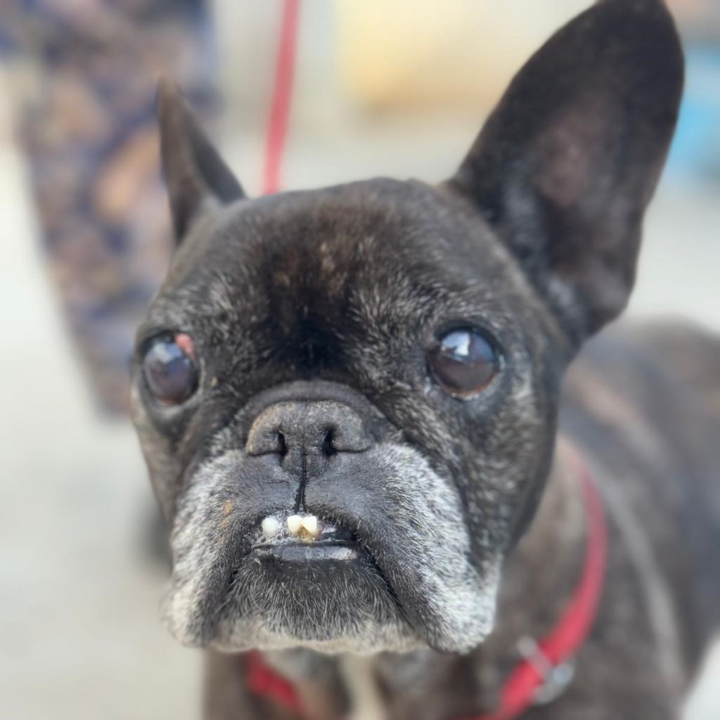 Franz. Bulldogge Edith, 12/2014, ca. 35 cm