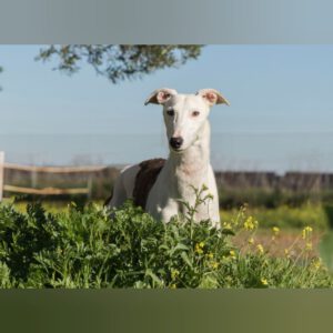 Galgo Farruco, 03/2020, ca. 63 cm