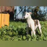 Galgo Farruco, 03/2020, ca. 63 cm