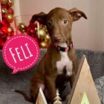 Podenco Feli,10/2024, Endgröße ca. 50- 55 cm, 61191 Rodheim vor der Höhe