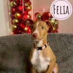 Podenco Felia, 10/2024, Endgröße ca. 50- 55 cm, 61191 Rodheim vor der Höhe