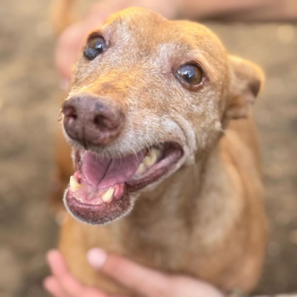 Podenco Maneto Fiera, 09/2015, ca. 30 cm