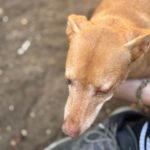 Podenco Maneto Fiera, 09/2015, ca. 30 cm