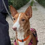 Podenco Fred, 11/2021, ca. 43 cm, 61206 Wöllstadt