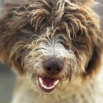 Wasserhund Fresa, 04/2024, Endgröße ca. 45 cm