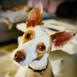 Podenco Mischling Gonzo, 12/2022, ca. 45 cm, 44866 Bochum