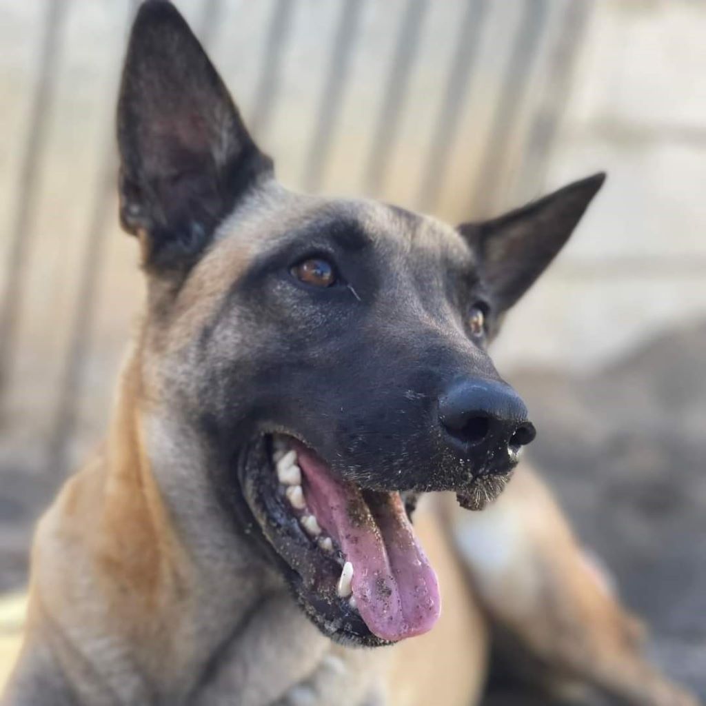 Malinois Greta, 02/2020, ca. 50 cm, 04105 Leipzig