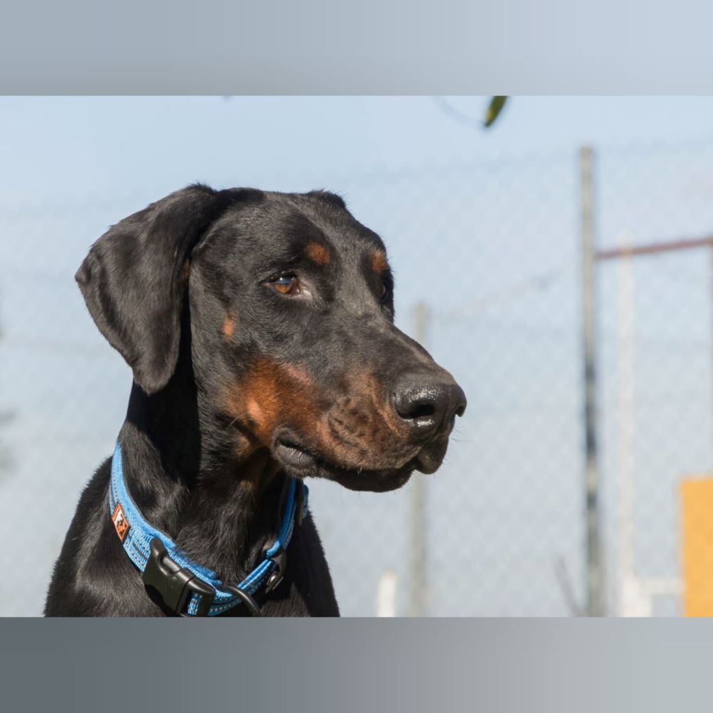 Dobermann Jakob, 05/2021, ca. 70 cm