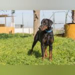 Dobermann Jakob, 05/2021, ca. 70 cm