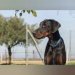 Dobermann Jakob, 05/2021, ca. 70 cm