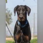 Dobermann Jakob, 05/2021, ca. 70 cm