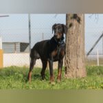 Dobermann Jakob, 05/2021, ca. 70 cm