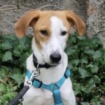 Bodeguero Mischling Jalapeño, 05/2024, Endgröße ca. 50 cm, 06217 Merseburg