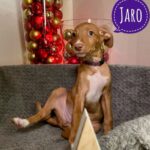 Podenco Jaro,10/2024, Endgröße ca. 50- 55 cm, 61191 Rodheim vor der Höhe