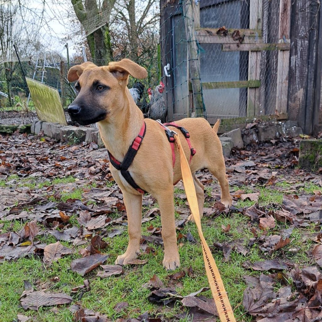 Malinois Mischling Juno, 07/2024, Endgröße ca. 60 cm, 47475 Kamp-Linfort