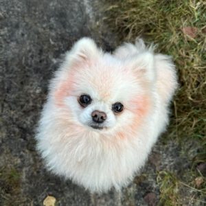 Pomeranian Keka, 02/2017, ca. 20 cm, 22605 Hamburg