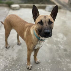 Malinois Mischling Kioto, 12/2023, ca. 55 cm