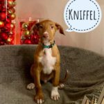 Podenco Kniffel,10/2024, Endgröße ca. 50- 55 cm, 61191 Rodheim vor der Höhe