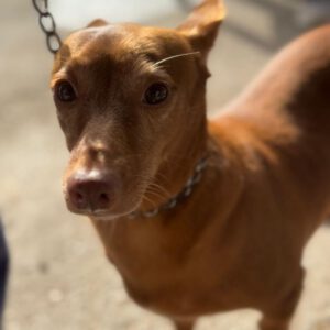 Podenco Maneto Lambrija, 01/2019, ca. 30 cm