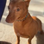 Podenco Maneto Lambrija, 01/2019, ca. 30 cm