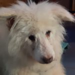 Mischling Lana, 06/2011, ca. 47 cm, 53797 Lohmar