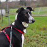 Mischling Lenita, 06/2022, ca. 52 cm, 61191 Rosbach