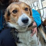 Mischling Lotty, 12/2022, ca. 50- 55 cm